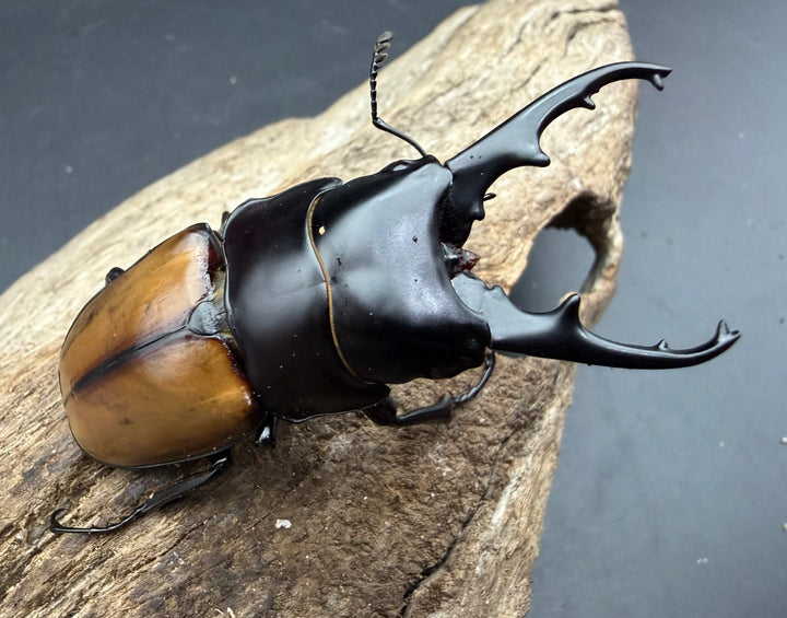 《ラフェルトノコギリクワガタ 70.5mm ペア》クワカブの部屋三森氏ブリード個体
