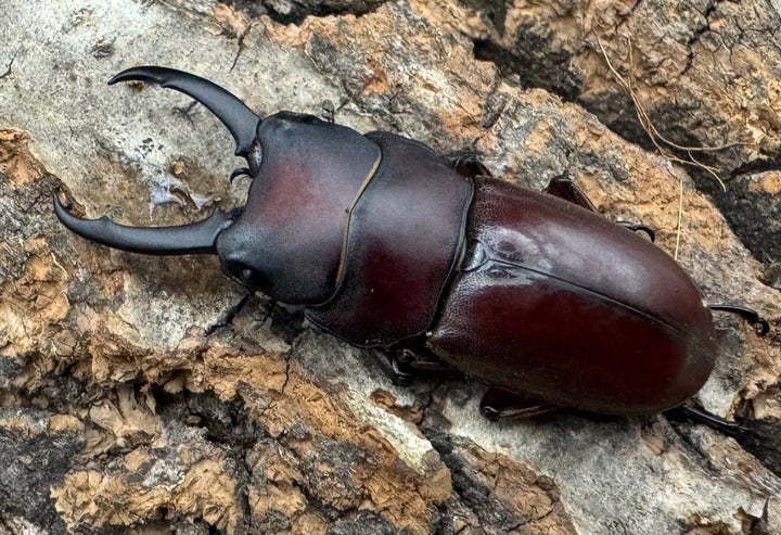 【WD】《ジュリエットノコギリ 36.5mmペア》