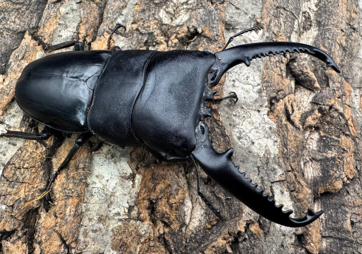 《パラワンオオヒラタクワガタ 93.1mm B品ペア》