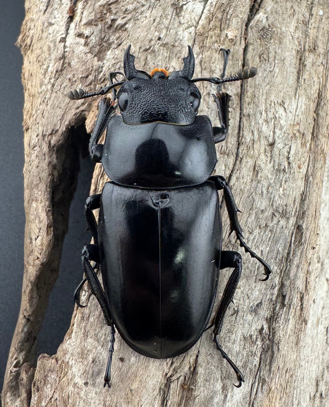 【WF2】《ギラファノコギリ亜種ケイスケ 93mm ペア》