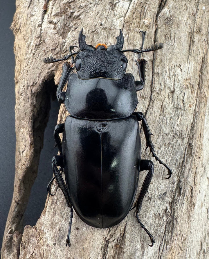 【WF2】《ギラファノコギリ亜種ケイスケ 93mm ペア》