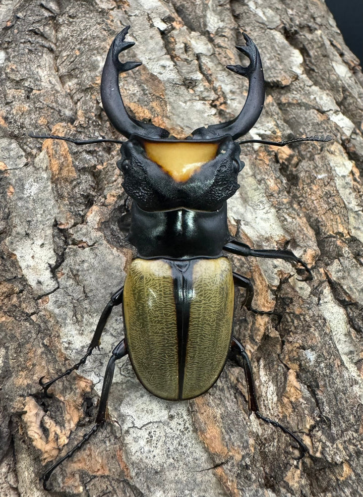 【WD】《ラコダールツヤクワガタ 73mm ペア》