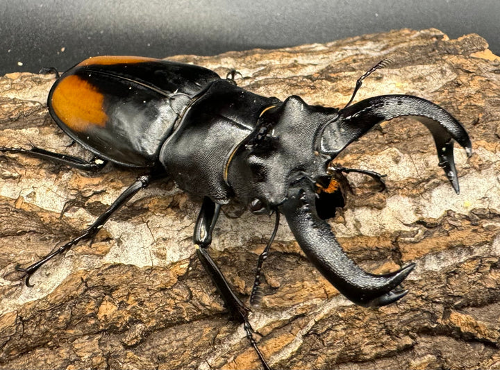 【WD】《セアカフタマタ（パリーフタマタ） 80mm ペア》