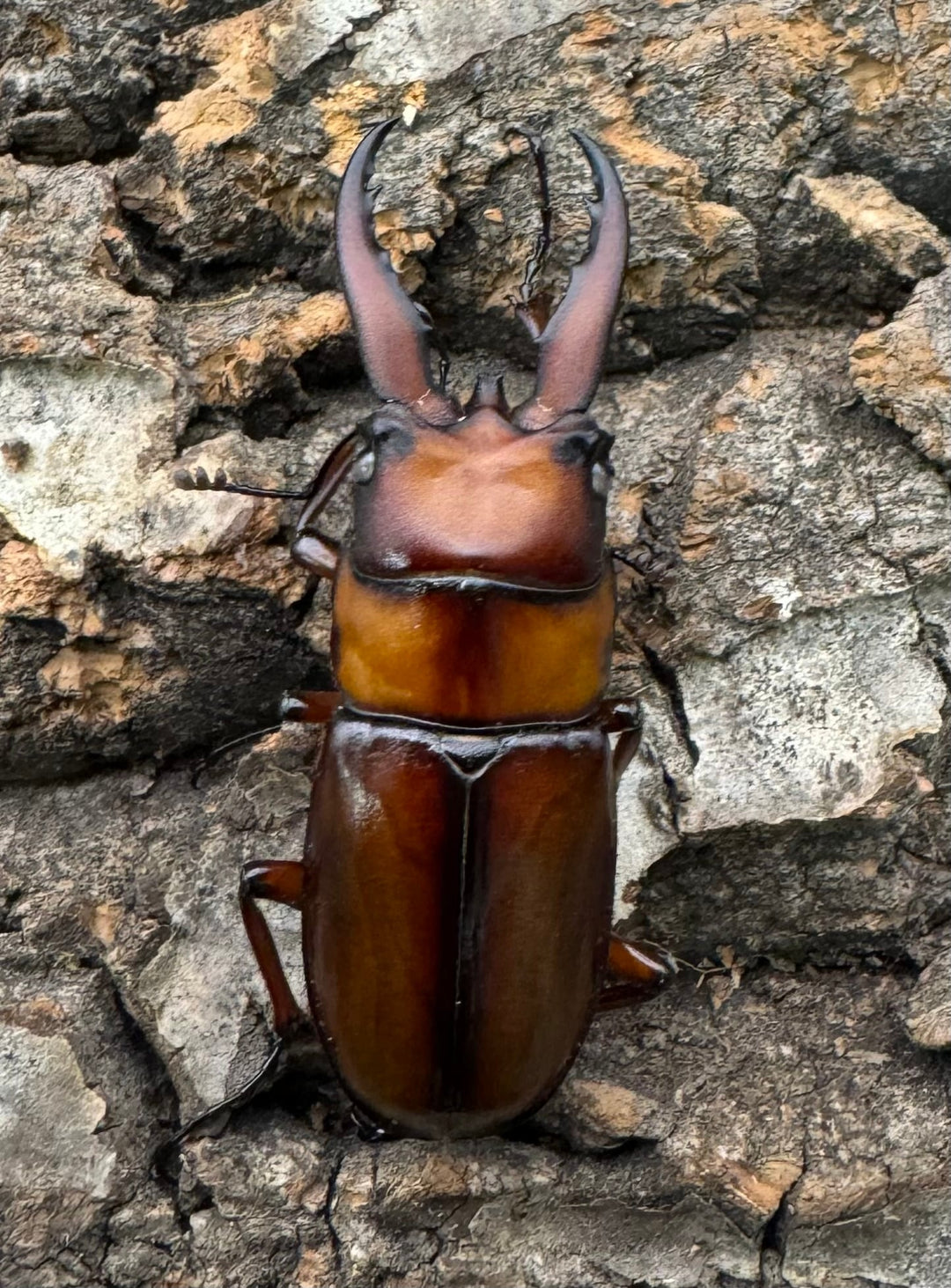 《トカラノコギリクワガタ ホワイトアイ 42mm ペア