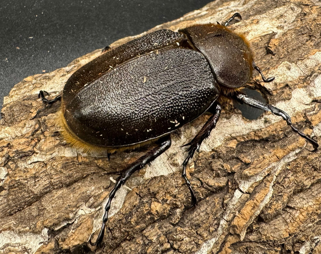 《ヘラクレス・ヘラクレス 125mm ペア》