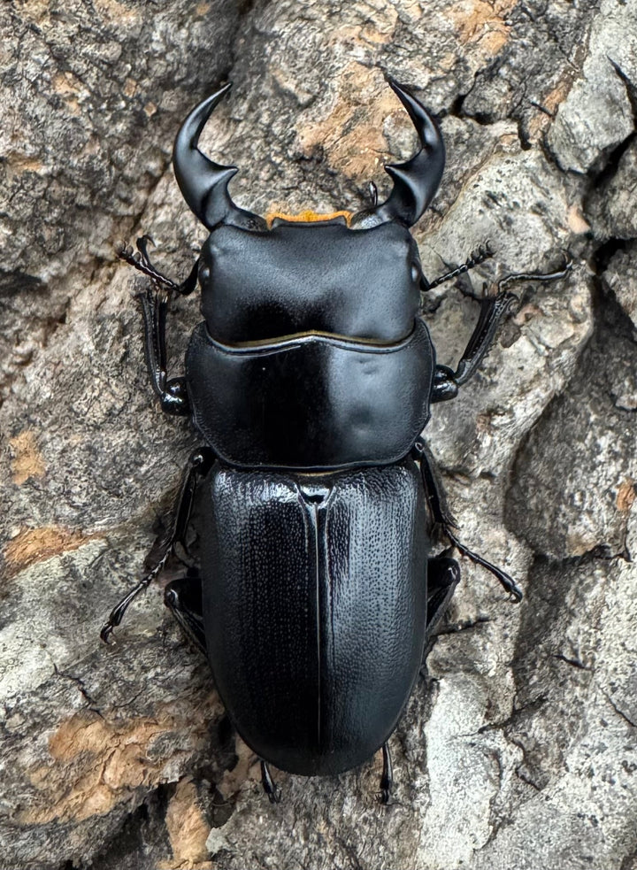 【WD】《ドルクス メンシウス 32.5ｍｍ ペア》