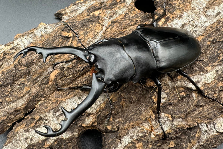 【WD】《ギラファノコギリ亜種ボロブドゥール 89mm ペア》