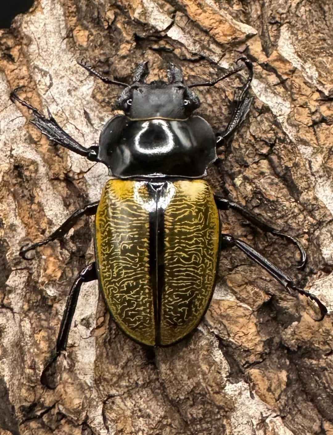 【WD】《スペクタビリスツヤクワガタ 75mm ペア》