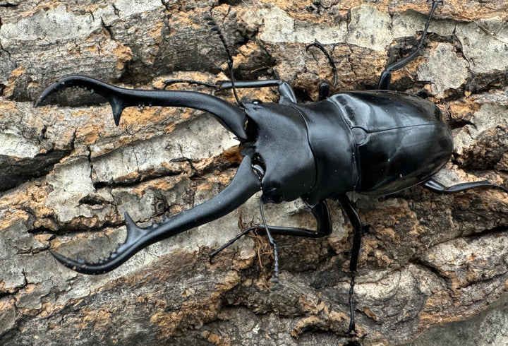 【WD】《ギラファノコギリ亜種ダイスケ ネグロス島産 91mm ペア》