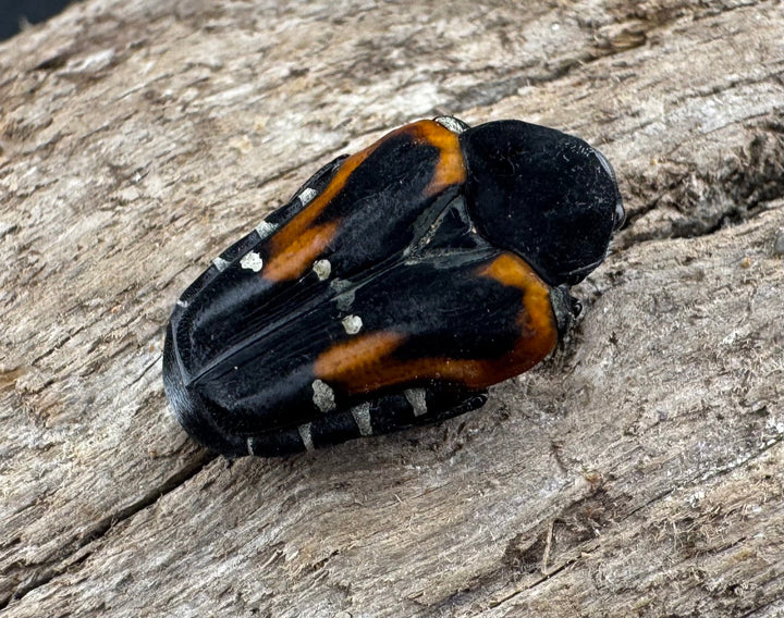 《ミイロエグリハナムグリ Free ペア》