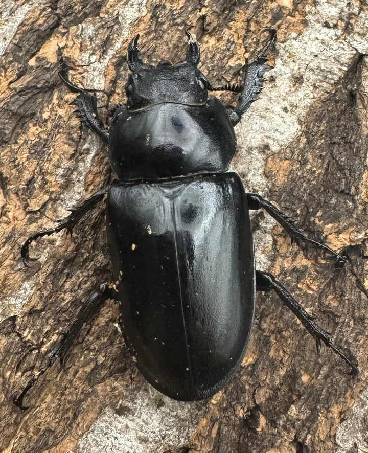 即ブリ《アクベシアヌスミヤマ 70mm ペア》