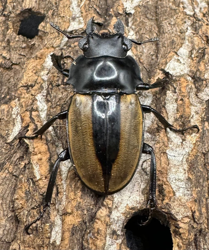 【WD】《ルデキンツヤクワガタ 64mm ペア》