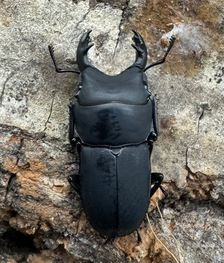 【WF2】《メタドルクス ロトゥンダトゥス ペア+♂1頭おまけ》②