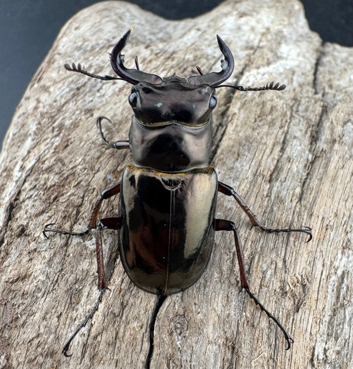 【WD】《レスネミヤマクワガタ 34.5mm ペア》