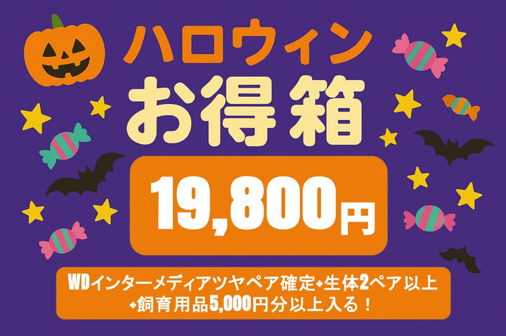 【インタメ確定】ハロウィンお得箱 19,800