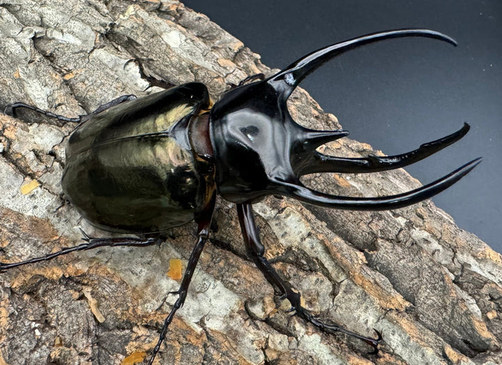 【WD】《ジャワコーカサスオオカブト 106mm ペア》