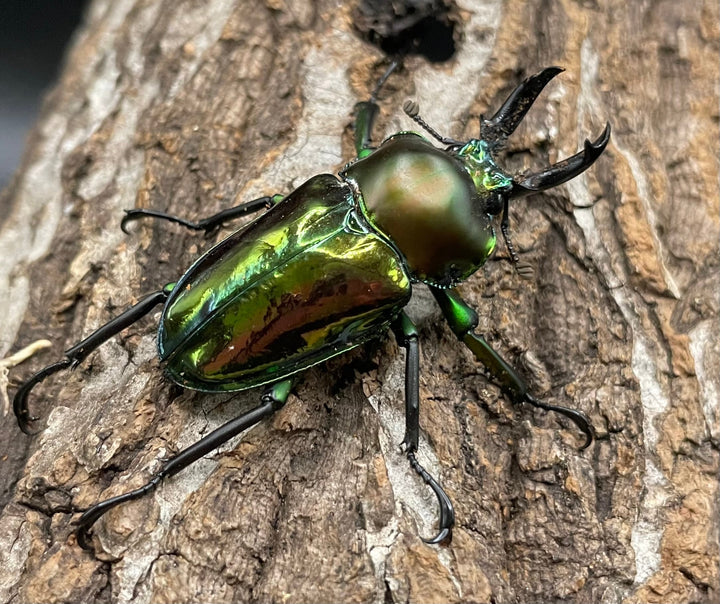 《ニジイロクワガタ Free ♂♀♀トリオ》