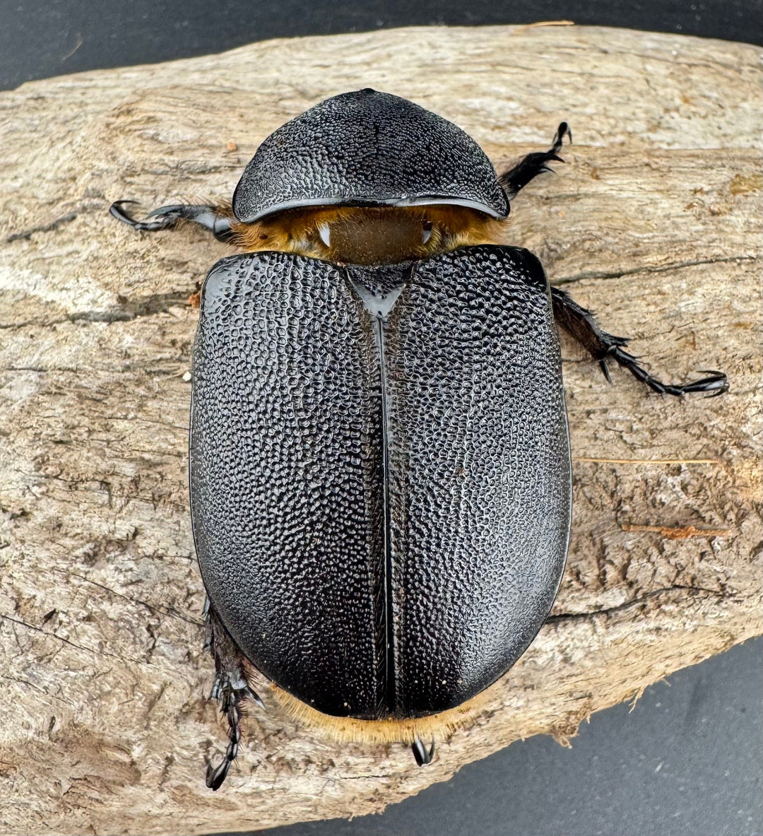 即ブリ《サタンオオカブト 99mm ペア》inohiro109氏ブリード個体