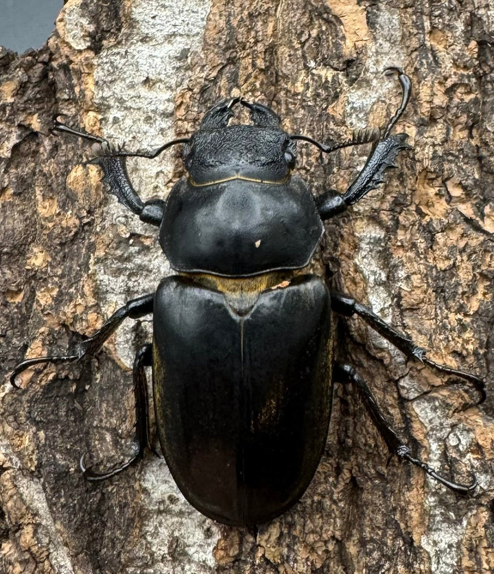 【WD】《チベットミヤマ亜種フルキフェル 76mm ペア》