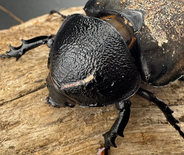 【WD】《タイリクコーカサスオオカブト ラオス産 56.5mm B品♀単》