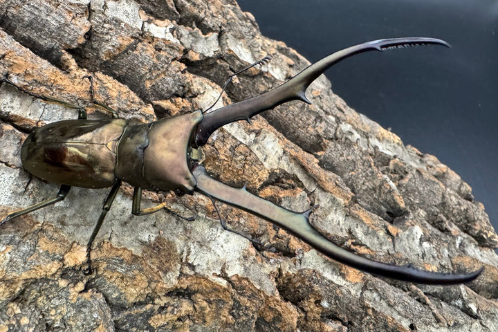 【WD】《メタリフェルホソアカ亜種finae 87mm ペア》