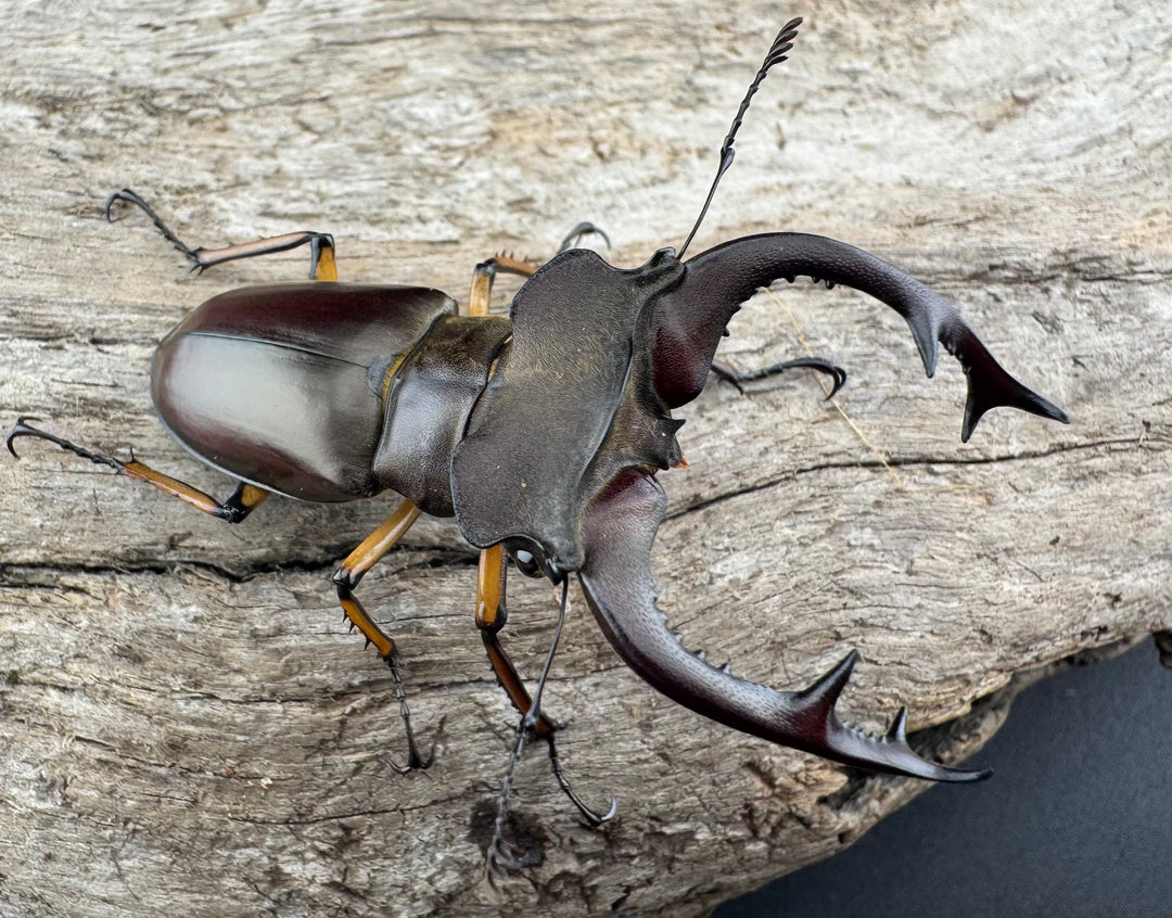 【WD】《フェアメイルミヤマ 雅安市産 57.5mm ペア》