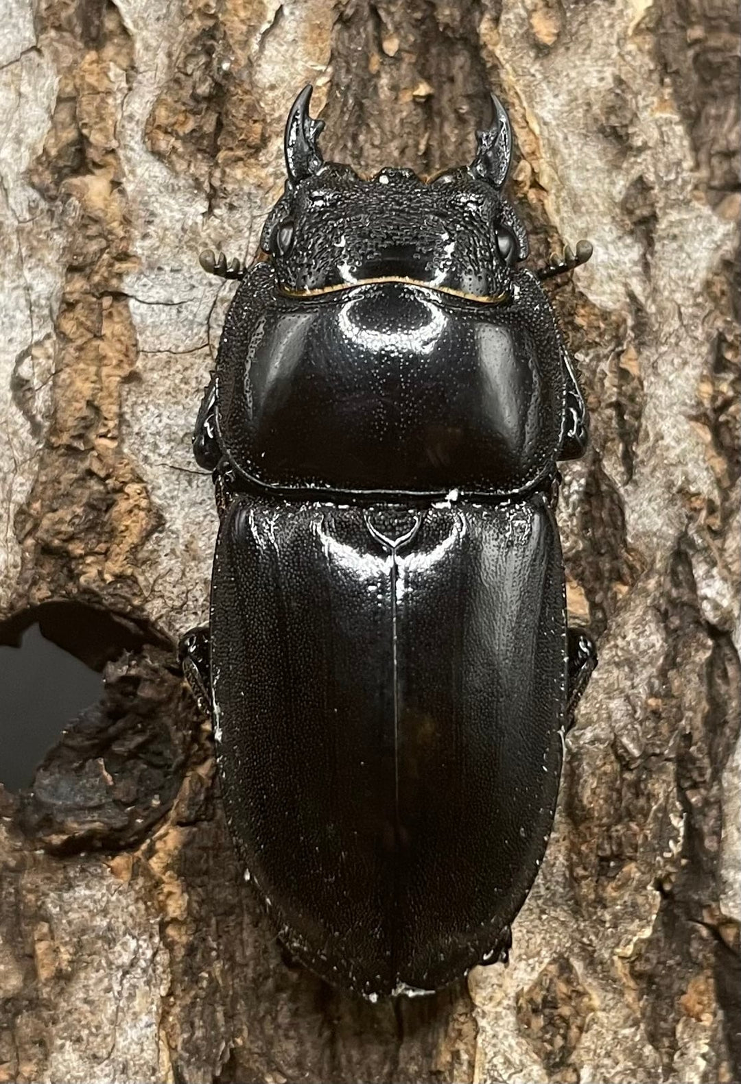 【WD】大型《北カマリネスヒラタ 93mm ペア》