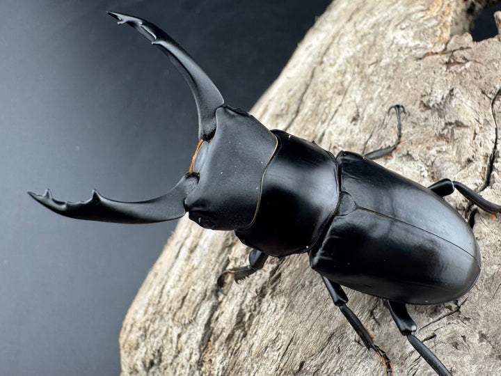 【WD】《ブラナウンコクワ 福貢県産 56mm ペア》