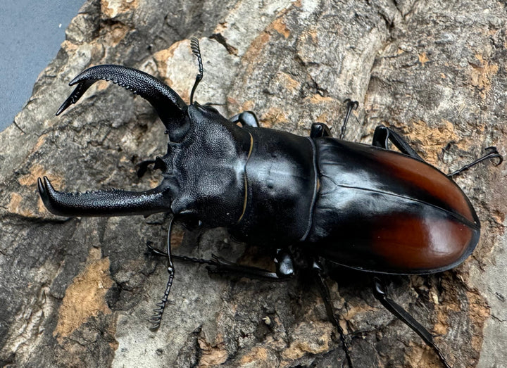 《サヌチフタマタ 65mm ペア》Moro氏ブリード個体