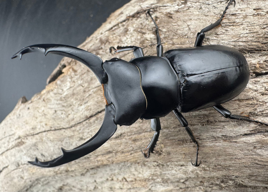 【WD】《ブラナウンコクワ 碧羅雪山産 63mm ペア》