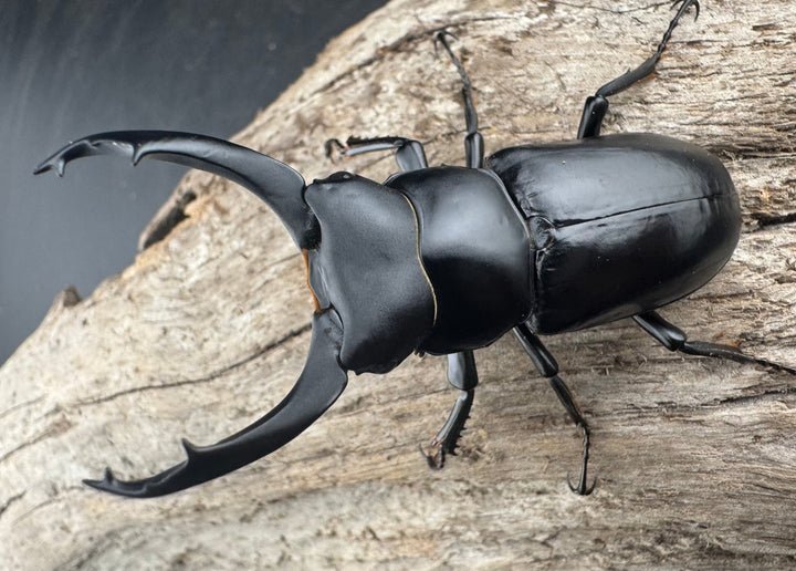 【WD】《ブラナウンコクワ 碧羅雪山産 63mm ペア》