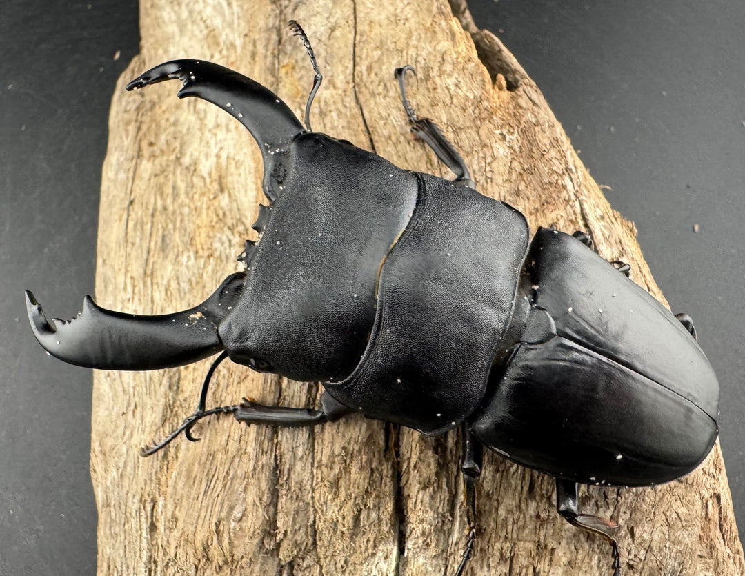 【WD】《西ペレンヒラタ（スラウェシオオヒラタ） 94mm ペア》