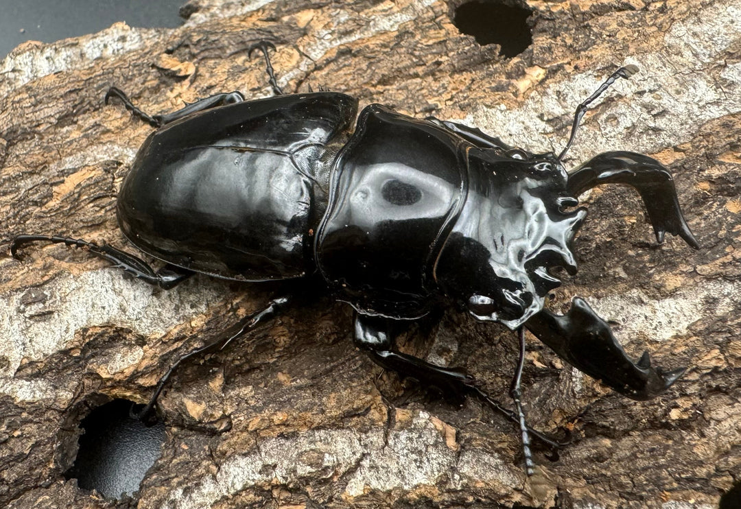 《タランドゥスオオツヤクワガタ 66mm ペア》