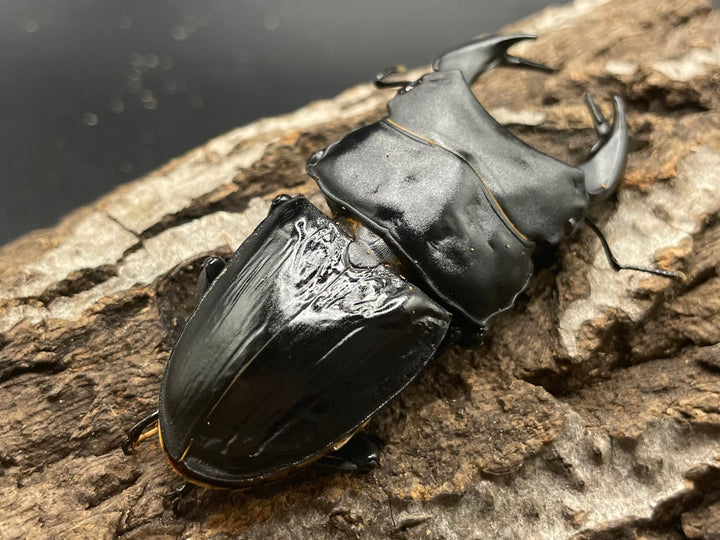 《ホペイオオクワガタ OMG血統 73mm ペア B品》