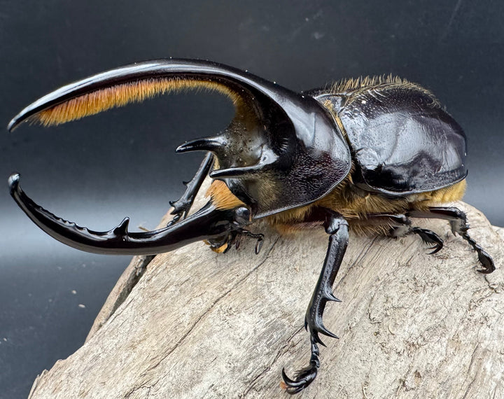 《ネプチューンオオカブト 106mm ペア》