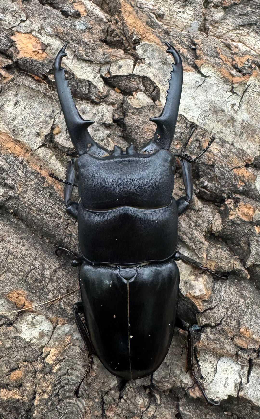 特別特価!!《ツシマヒラタクワガタ 70-77mm ペア》