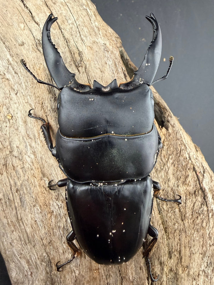 【WD】《アルキデスヒラタ アチェ産 長歯 89mm ペア》