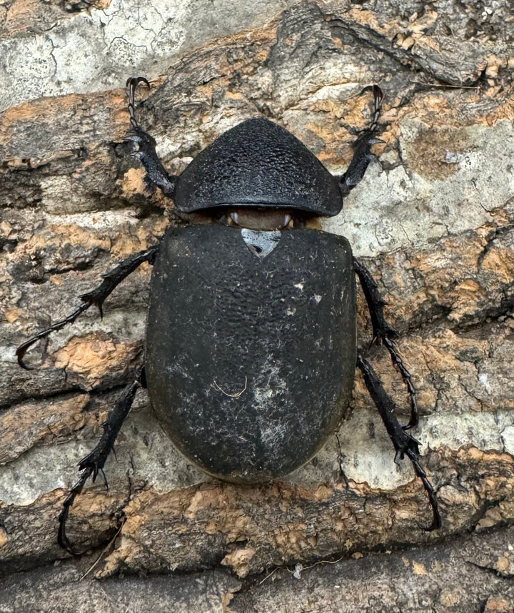 【WD】良型《ミンダナオアトラスオオカブト 94mm ペア》