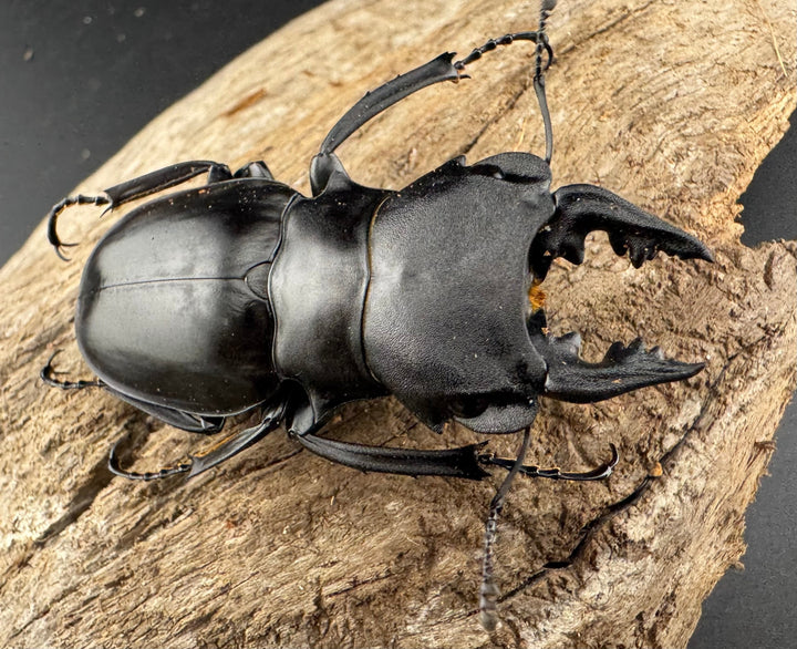 【WD】《カメラツヤクワガタ ラゴノイ産 55.5mm ペア》