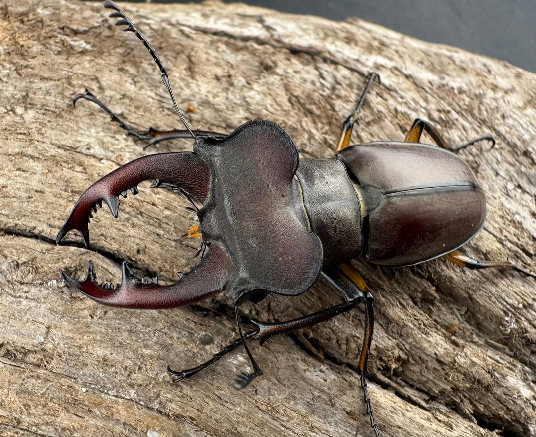 【WD】大型《ウーイーミヤマクワガタ 42mm♂♀♀トリオ》