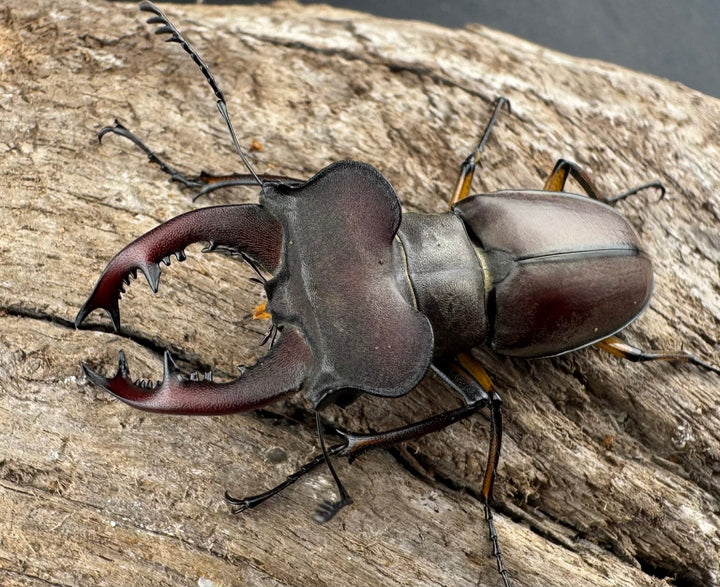 【WD】大型《ウーイーミヤマクワガタ 42mm♂♀♀トリオ》