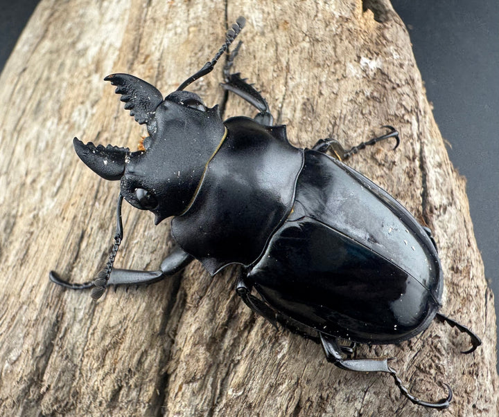 【WD】《シヴァツヤクワガタ ラオス産 49mm A’品ペア》