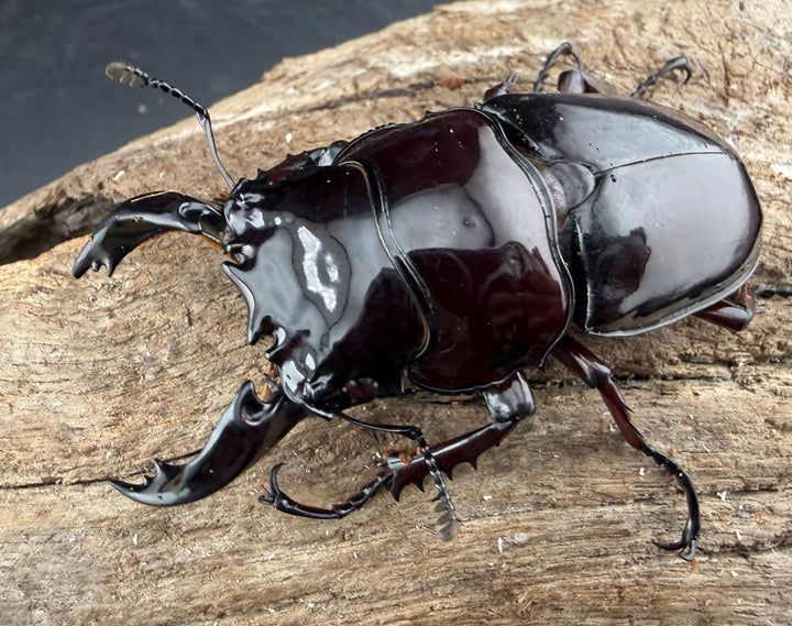 《赤レギウスオオツヤクワガタ 64mm ♂単》