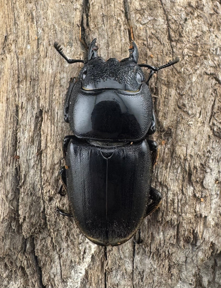 【WD】《スマトラオオヒラタ ベンクール産 84mm ペア》