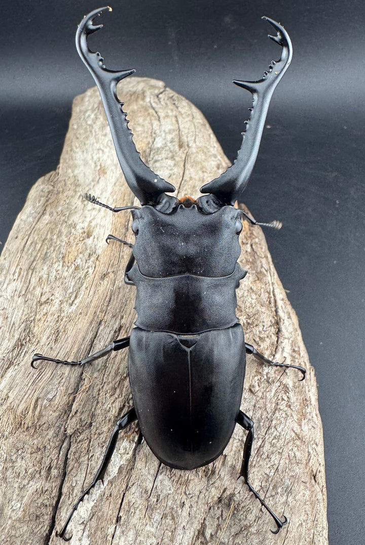 【WD】《 ギラファノコギリ亜種ケイスケ 98.5mm ペア》