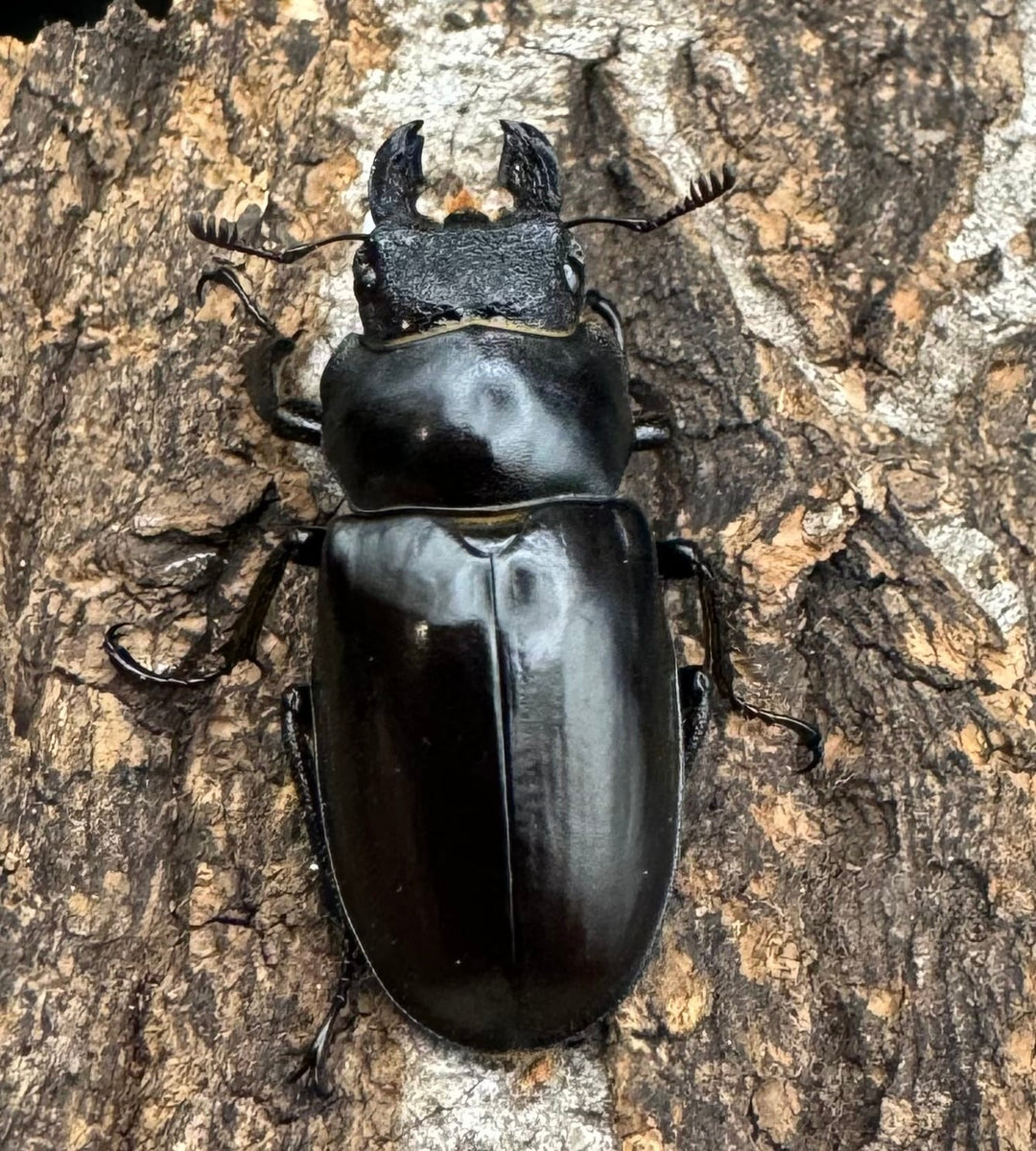 【WD】《フェアメイルミヤマクワガタ 52mm ♂♀♀トリオ》