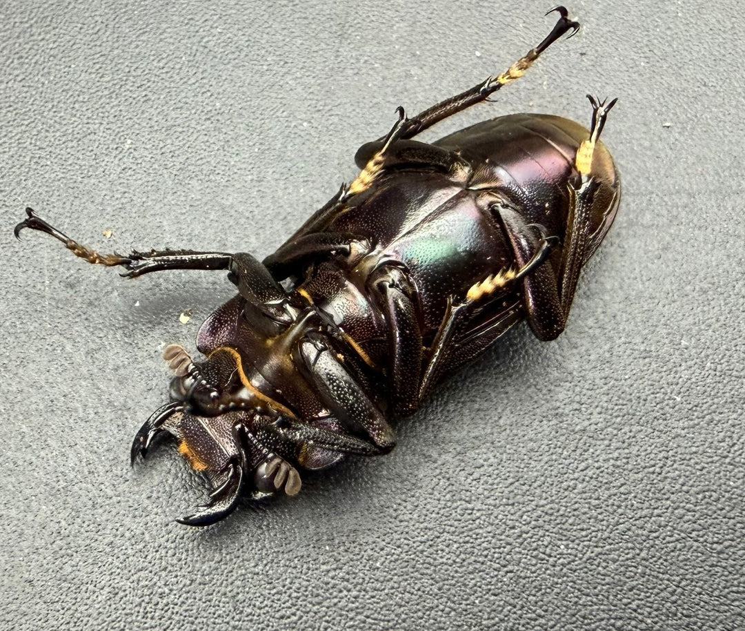 《メタリフェルホソアカ亜種フィナエ パープル系 78.5mm ペア》