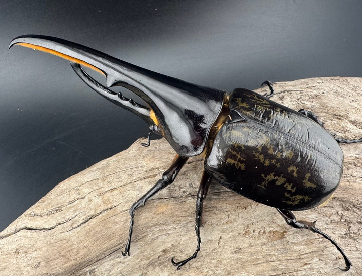 《ヘラクレス・ヘラクレス 141mm ペア》