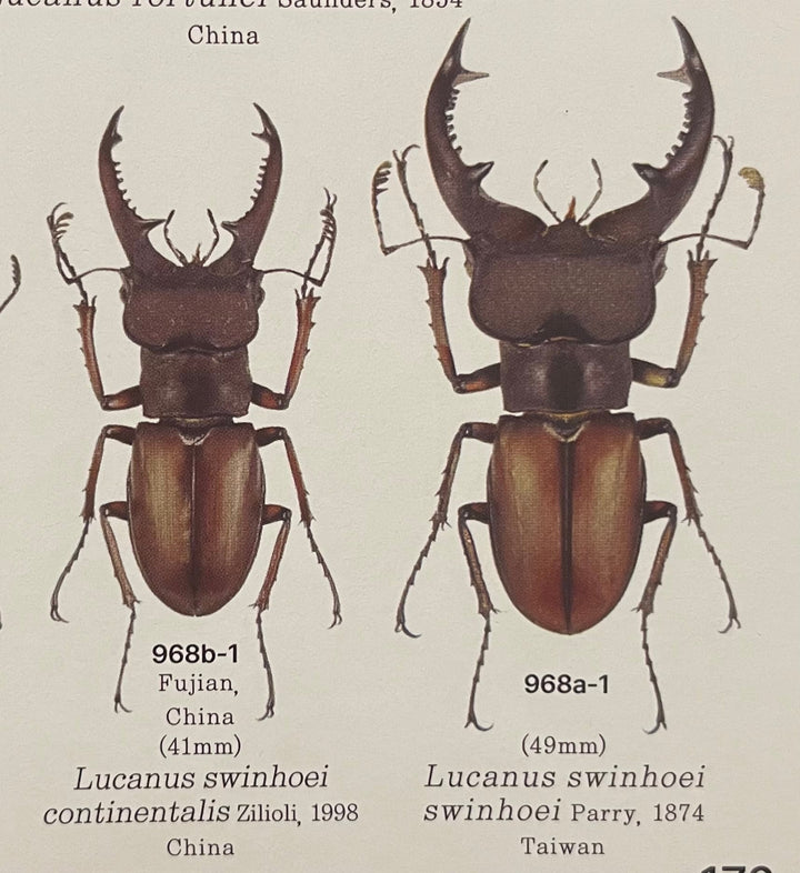 【WD】《ヒメミヤマクワガタ大陸亜種continentalis 30mm ♀単A’品》