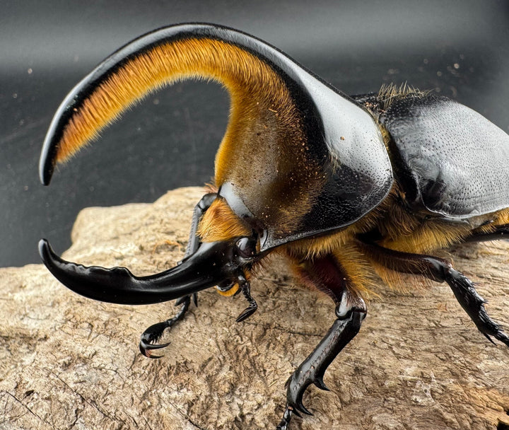 《サタンオオカブト 90mm ペア》inohiro109氏ブリード個体